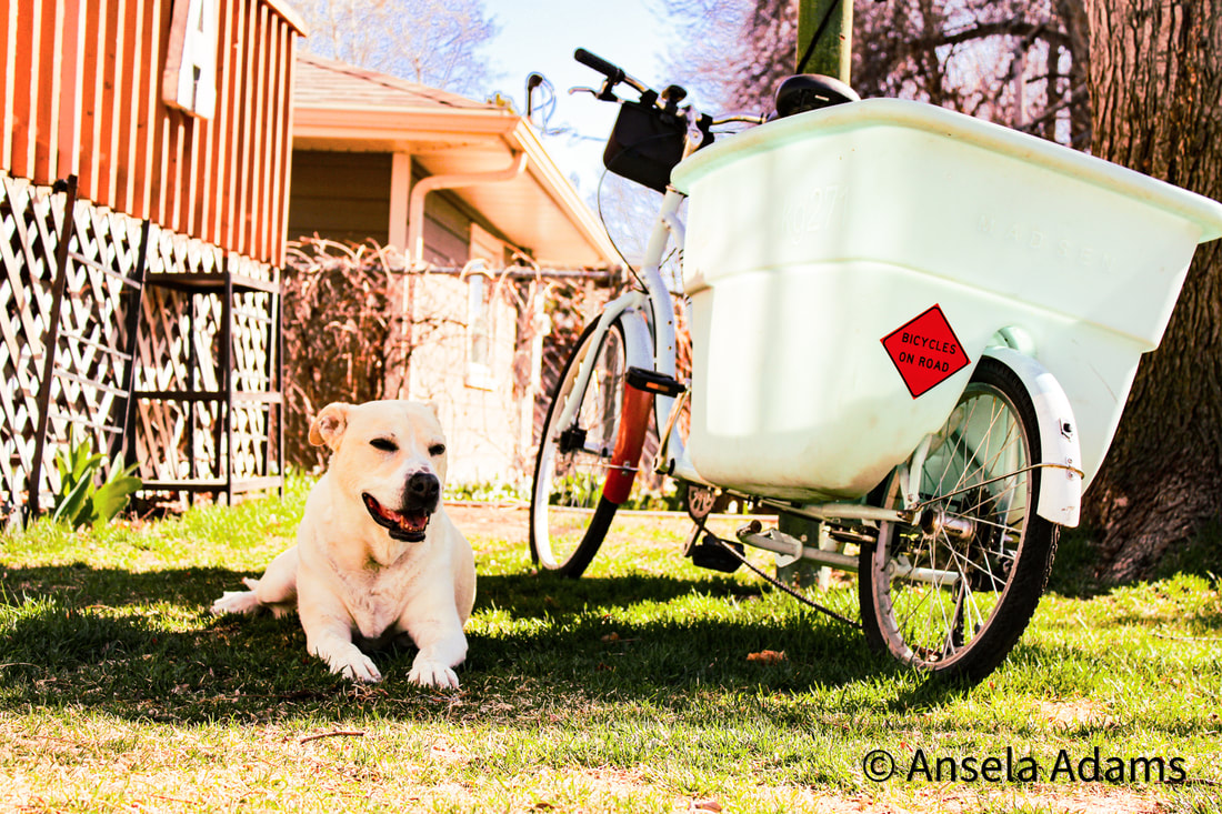 Dog and Bike Picture